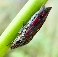 Homalodisca liturata