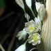 Allium savii - Photo (c) Valerio Lazzeri, some rights reserved (CC BY-NC), uploaded by Valerio Lazzeri