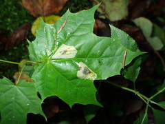 Phyllonorycter joannisi