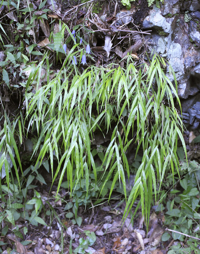 Hakonechloa macra iNat (2)