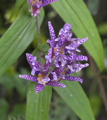 Tricyrtis hirta