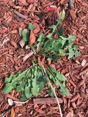 Taraxacum officinale