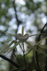 Brassavola nodosa