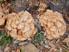 Desarmillaria caespitosa