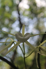 Brassavola nodosa