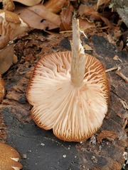 Desarmillaria caespitosa