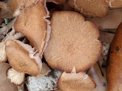 Desarmillaria caespitosa