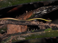 Dendrelaphis kopsteini