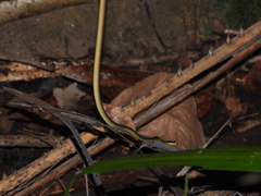Dendrelaphis kopsteini