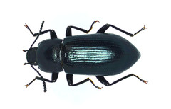 Centronopus calcaratus