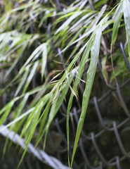 Hakonechloa macra