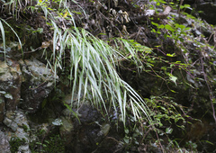 Hakonechloa macra