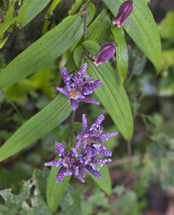 Tricyrtis hirta