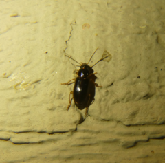 Stenolophus ochropezus