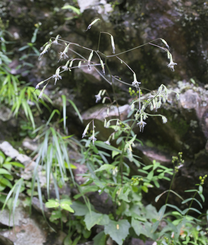 maple-leaf rattlesnake root (Nabalus acerifolius)