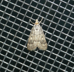 Loxostegopsis polle
