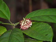 Clerodendrum deflexum