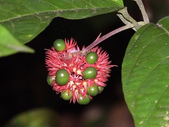Clerodendrum deflexum