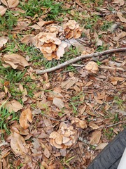 Desarmillaria caespitosa