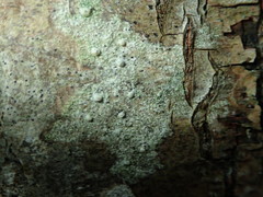 Pertusaria leioplaca