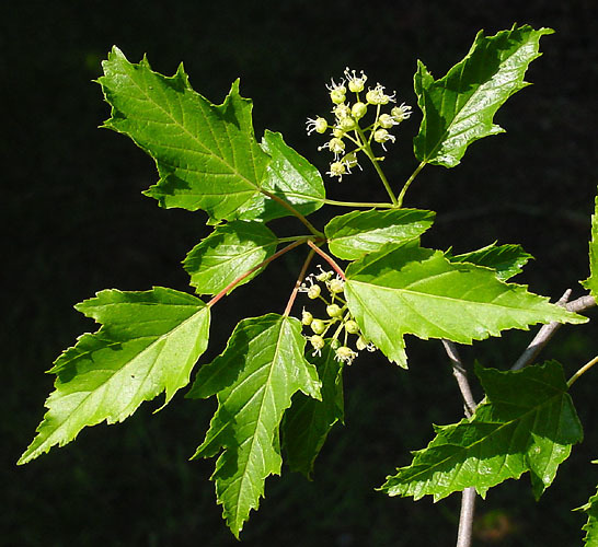 Acer tataricum — an easy houseplant, prefers full sun light