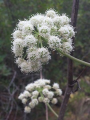 Angelica tomentosa