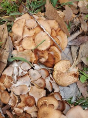 Desarmillaria caespitosa