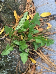 Taraxacum officinale