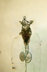 Collotheca