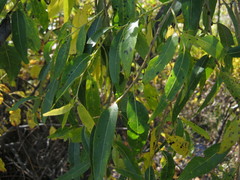 Salix rorida