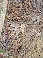 Desarmillaria caespitosa