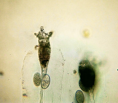 Collotheca