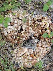 Desarmillaria caespitosa