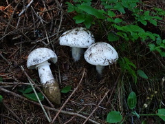 Amanita solitaria