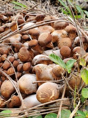 Desarmillaria caespitosa