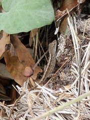 Desarmillaria caespitosa