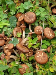 Desarmillaria caespitosa