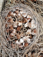 Desarmillaria caespitosa