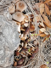 Desarmillaria caespitosa