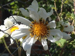 Montanoa grandiflora