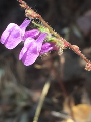 Sairocarpus vexillocalyculatus