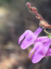 Sairocarpus vexillocalyculatus