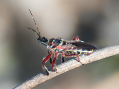 Apiomerus floridensis