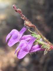 Sairocarpus vexillocalyculatus