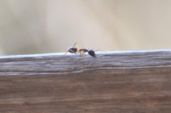 Camponotus sexpunctatus
