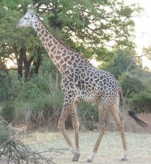 Giraffa camelopardalis thornicrofti