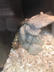 Python regius
