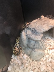 Python regius