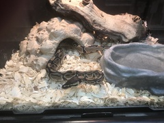 Python regius
