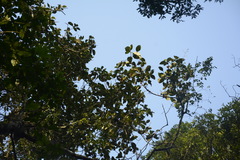 Artocarpus hirsutus